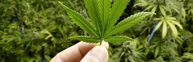 Leaf
